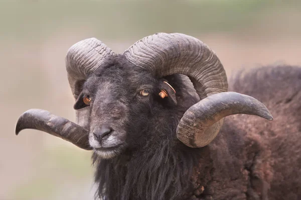 Portrait Male Black Ouessant Sheep Big Horns — Stock Photo, Image