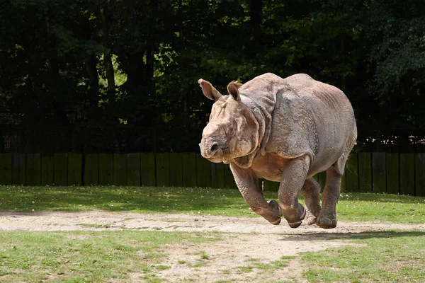 Rhino Τρέχει Ζωολογικό Κήπο Πόδια Πάνω Από Έδαφος — Φωτογραφία Αρχείου