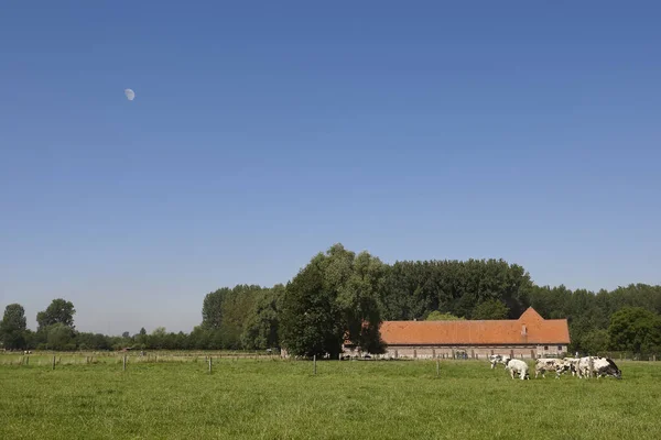 Grote Boerderij Het Platteland Met Koeien Weide — Stockfoto