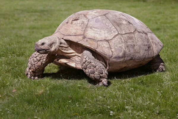 Grande Tortue Dans Herbe — Photo