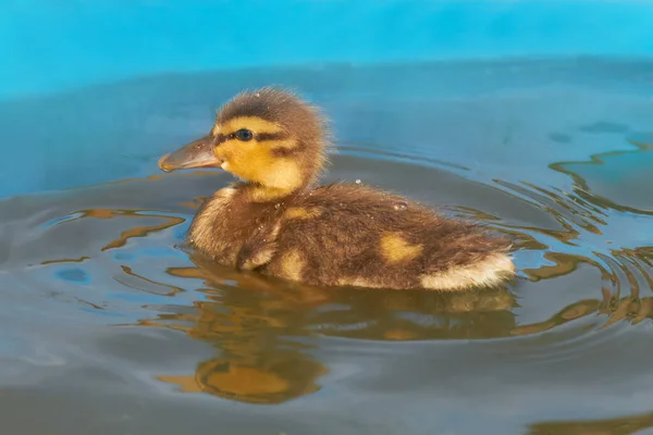 Bébé Canard Nageant Dans Bain — Photo