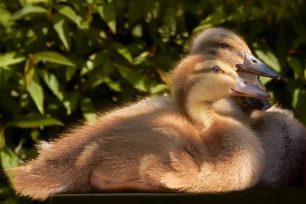 Canetons Canard Colvert Race Mixte Canard Coureur Indien — Photo