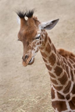 Genç bir zürafanın kafasını kapatın.