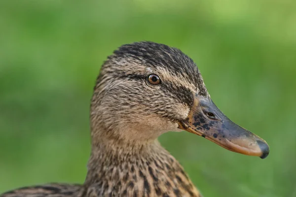 Portrait Une Jeune Canard Sauvage Femelle — Photo