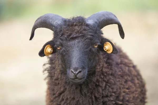 Πορτρέτο Ενός Νεαρού Αρσενικού Μαύρου Ouessant Πρόβατα — Φωτογραφία Αρχείου