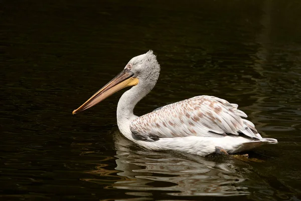 Pelicano Dálmata Pelecanus Crispus — Fotografia de Stock