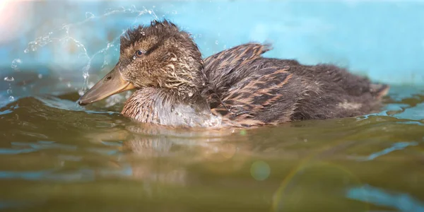 Bing Produtos Naturais Mallard Indian Runner Duck Swimming Tub — Fotografia de Stock