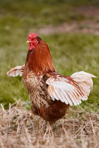 Vörös Kakas Koronázása Kertben Nyitott Szárnyakkal — Stock Fotó