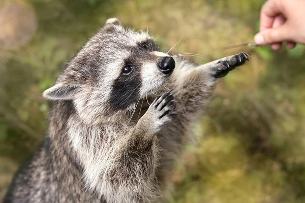 Closeup Raccoon Taking Food — Stock Photo, Image