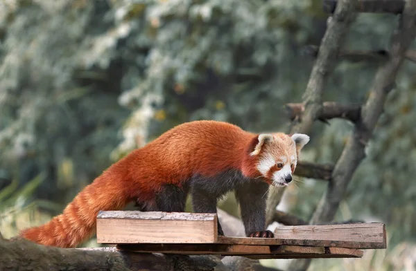 Dilini dışarı çıkaran kırmızı panda.