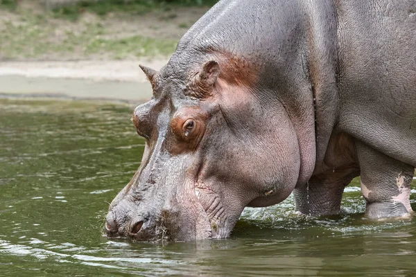 Großaufnahme Eines Nashorns Zoo — Stockfoto