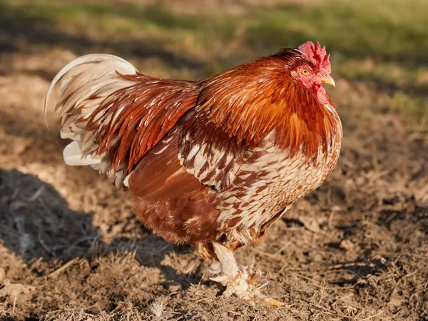 Vörös Kakas Meleg Fényben Kertben — Stock Fotó