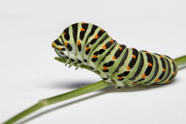 Kırlangıç kuyruklu tırtılın yan görüntüsü