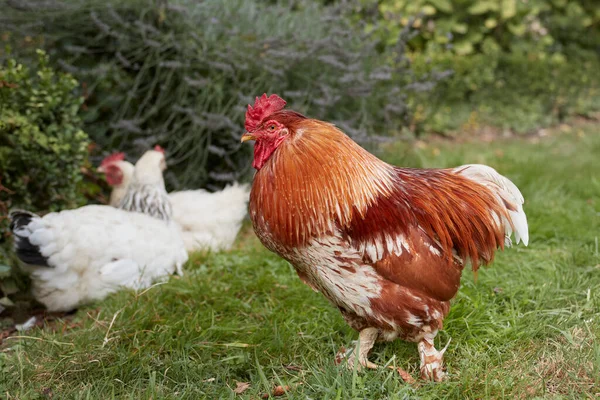 Röd Tupp Och Två Kycklingar Trädgården — Stockfoto