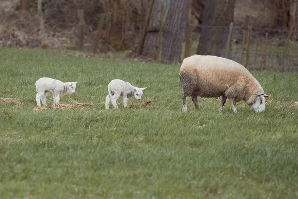 Vlaams Wit Schaap Met Twee Lammetjes Wei — Stockfoto