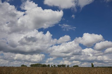 Flanders 'ta gökyüzü ve bulutlu mısır tarlası