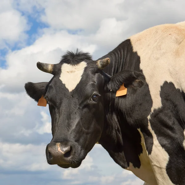 Retrato Una Vaca Prado —  Fotos de Stock