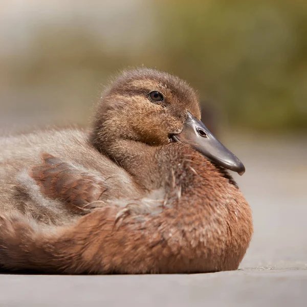 Canard Colvert Canard Colvert Race Mixte Canard Coureur Indien — Photo