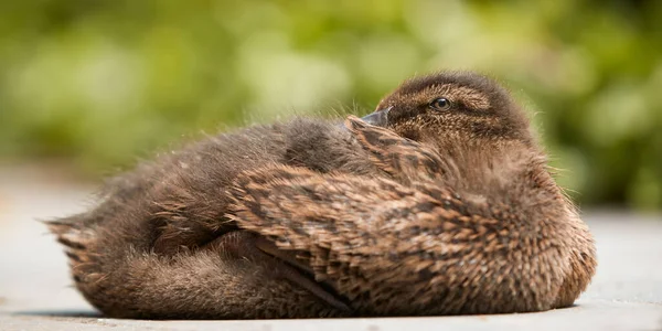 Duck Duckling Mixed Breed Mallard Indian Runner Duck — Stock Photo, Image