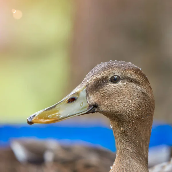 Sudaki Ördek Melez Yaban Ördeği — Stok fotoğraf