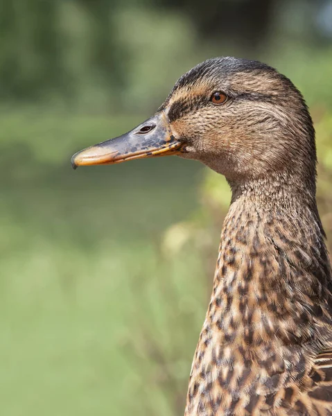 Gros Plan Canard Colvert — Photo