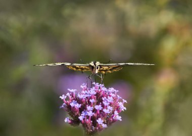 Bulanık bokeh arka planına karşı kırlangıç kuyruğunun ön görünümü
