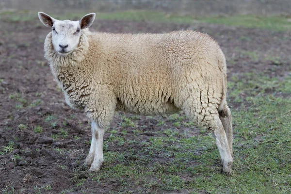 Moutons Blancs Flamands Dans Prairie — Photo