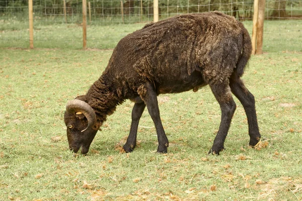 Φρεσκοτριμμένα Μαύρα Ouessant Πρόβατα — Φωτογραφία Αρχείου