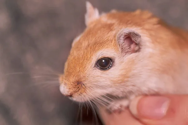 Close Gerbil Feminino — Fotografia de Stock