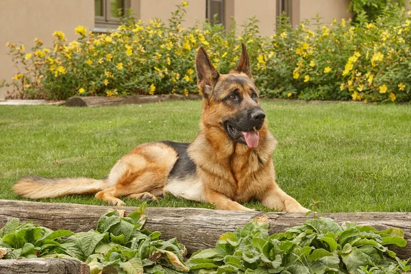 德国牧羊犬在草坪上的前花园 — 图库照片