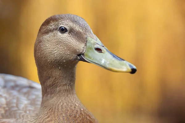 Portrait Canard Colvert Sauvage Métis Canard Coureur Indien — Photo