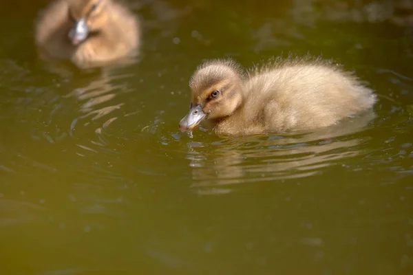 Bebé Patos Patito Nadando Agua — Foto de Stock
