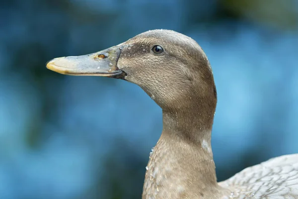 Pato Mallardo Hembra Pato Salvaje Aislado —  Fotos de Stock