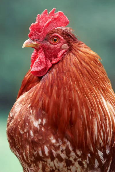 Head Shot Red Rooster — Stock Photo, Image