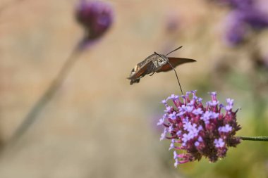Sinekkuşu kelebek güvesi Verbena çiçeğinde