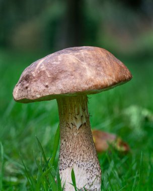 Leccinum Scabrum mantarını kapat.