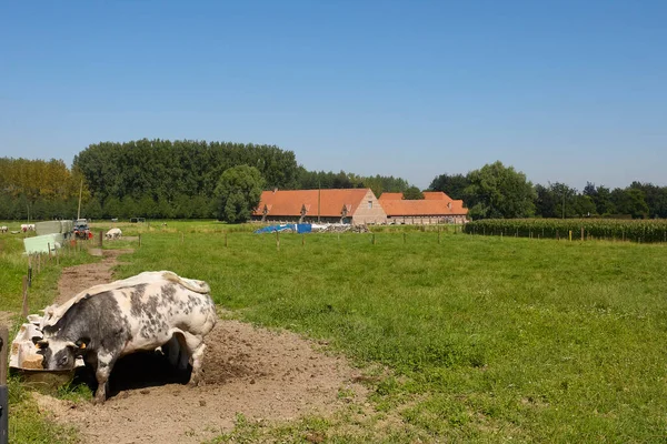 Grote Boerderij België Vlaanderen Meusegem Met Koeien Voorgrond — Stockfoto