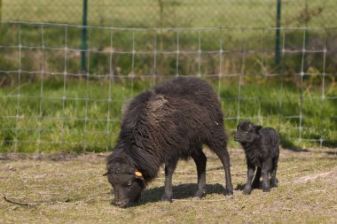 Kuzulu Ouessant koyunu