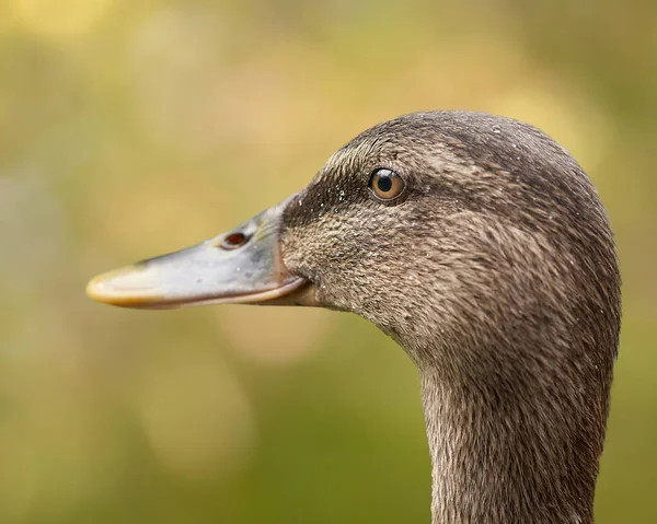 Retrato Pato Reais — Fotografia de Stock