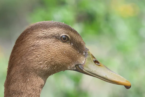 Portrait Mallard Duck — Stock Photo, Image