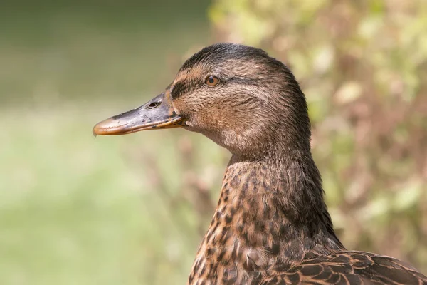 Portrait Mallard Duck — Stock Photo, Image