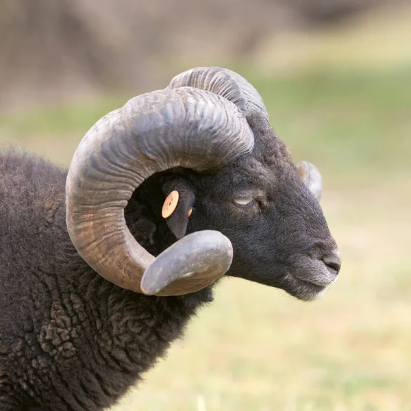 Portrait of black male ouessant sheep with big horns
