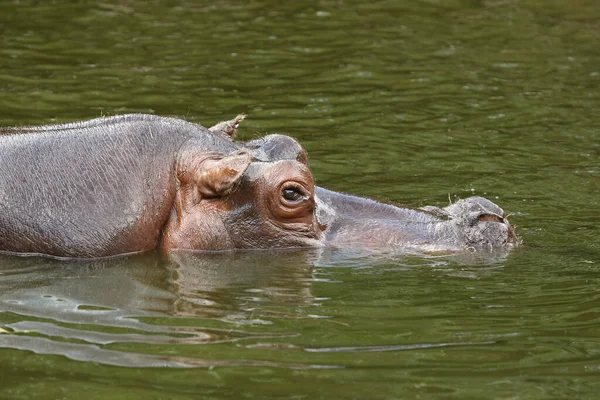 Hippo Zwemmen Het Water — Stockfoto
