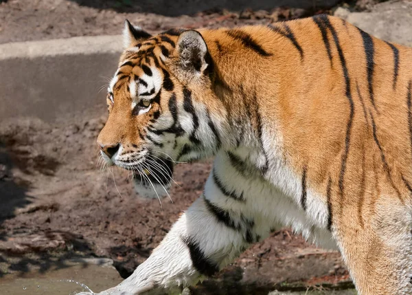 Close Indo Chinese Tiger Zoo — Stock Photo, Image