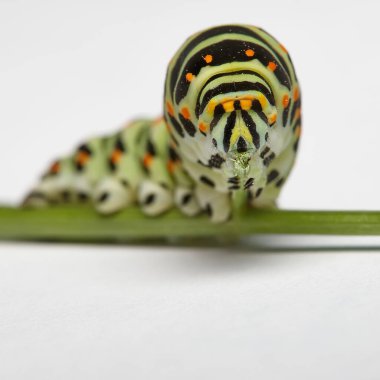 Kırlangıç kuyruklu bir tırtılın kafasındaki makro.