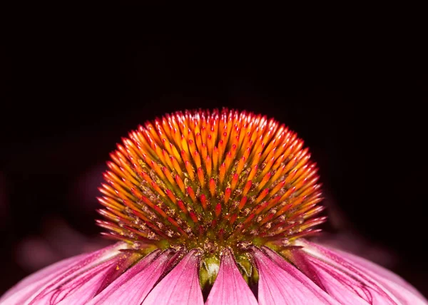 Macro of the blossom flower of an echinacea or cone flower