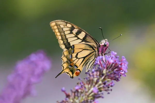 Macro Una Mariposa Golondrina Común —  Fotos de Stock