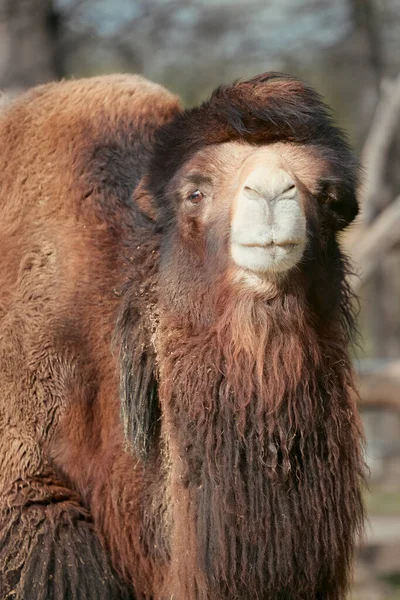 Kopfschuss Eines Kamels Aus Nächster Nähe — Stockfoto