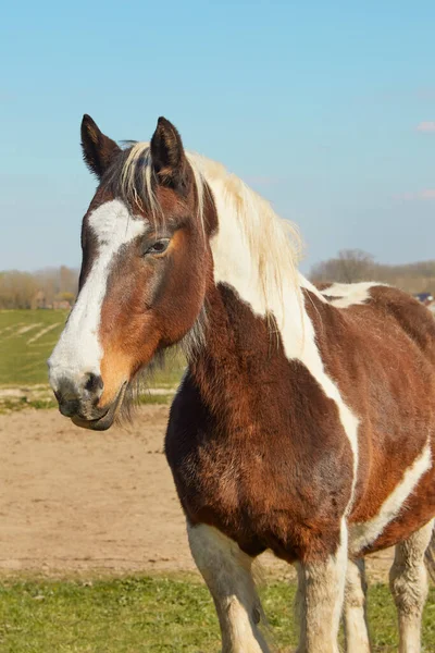 Porträt Eines Pferdes — Stockfoto