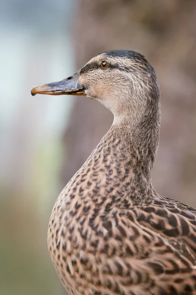 Retrato Pato Reais Selvagem Fêmea — Fotografia de Stock